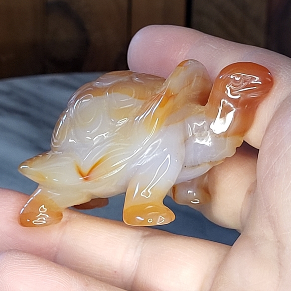 Xarnelian Land Tortoise - Picture 11 of 16